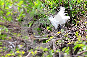 Bird, snowy egret in breeding plumage in wetlands