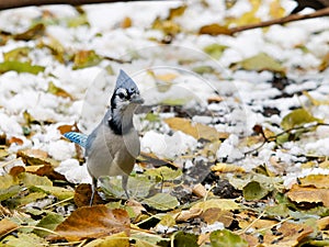 a bird in a snowy forest has a blue hat on