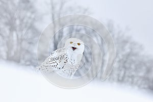 Bird snowy owl sitting on the snow in the habitat, winter scene with snowflakes in wind.