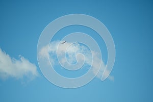 Bird Soaring Above Cloud in Blue Sky