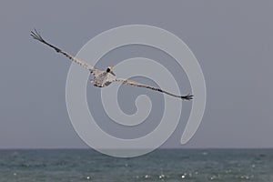 Bird soaring over a choppy ocean on a breezy day