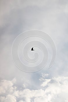 Bird soaring through the sky