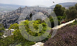 A bird soars above a view of Haifa with gardens in the foreground