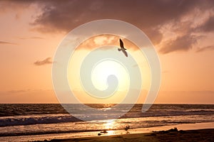 Bird Soars during Golden Sunset over Ocean