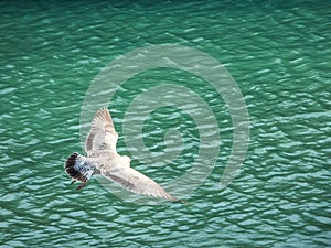 Bird Soars over Green Waters of Galway, Ireland