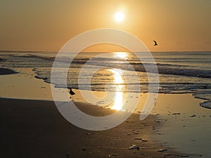 A bird soars over the ocean at sunrise