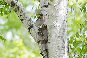 Bird and song thrush chicks