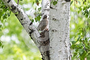 Bird and song thrush chicks