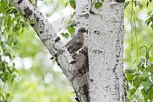 Bird and song thrush chicks