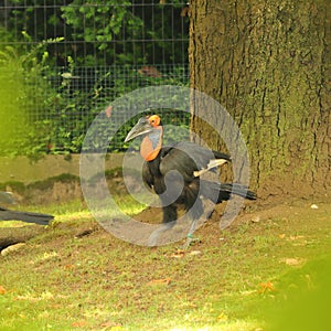 Bird - Southern ground hornbill