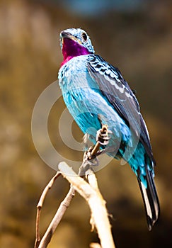 Bird Spangled cotinga closeup. photo