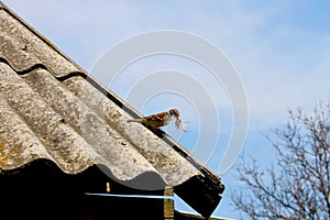 Bird sparrow builds a nest of feathers