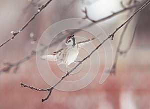 Bird sparrow dancing on a tree branch spreading wings