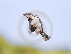 Bird Sparrow flutters in the sky in the summer