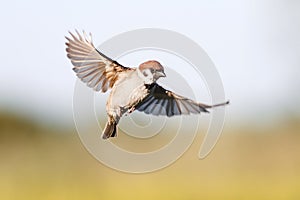 bird Sparrow flutters in the sky in the summer