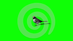 Bird sparrow idle - green screen-