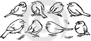 Bird sparrow outline set