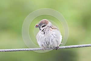 bird Sparrow sitting on the rope with his beak full of ladybugs