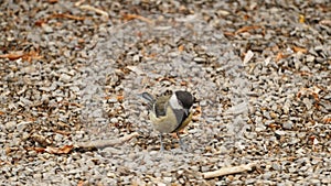 A bird. Sparrowhawks.