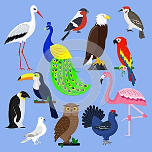 Bird species collection different vector illustration wild animal characters avifauna tropical feather pets