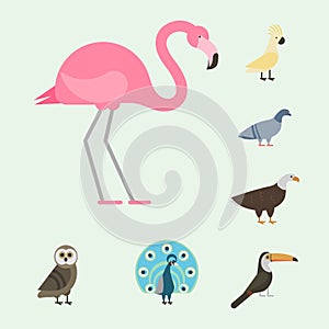 Bird species collection different vector illustration wild animal characters avifauna tropical feather pets photo