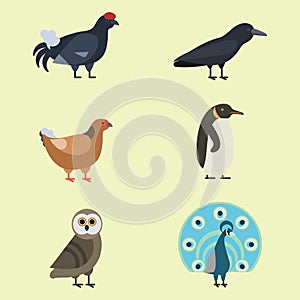 Bird species collection different vector illustration wild animal characters avifauna tropical feather pets photo
