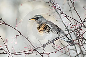 Bird speckled thrush sitting on a branch with berries in winter