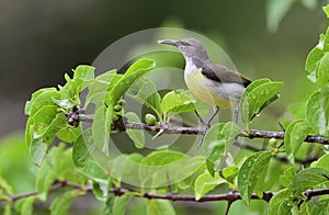 Bird with spider in the beack. The purple-rumped sunbird