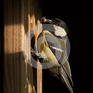 Bird with spider in bill to feed its fledglings, sitting on nesting box