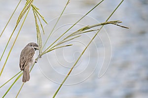 Bird Sporophila caerulescens on the river coast