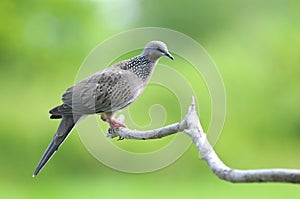 Bird (Spotted Dove) , Thailand