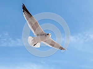 Bird spreading its wings in flight and looking at the camera