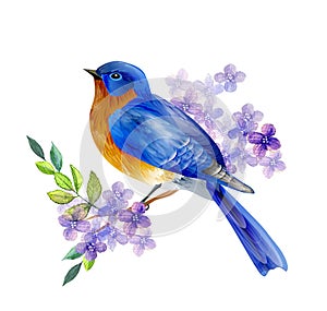 Bird of Spring vector