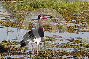 Bird Spur-winged Goose, Okavango, Botswana, Africa