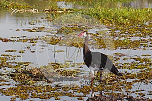 Bird Spur-winged Goose, Okavango, Botswana, Africa