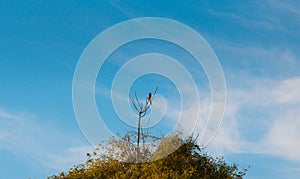 Bird standing atop of a tree in the forest in the countryside of SÃ£o Paulo Brazil