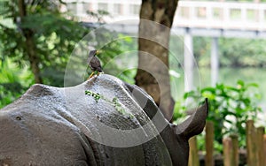 Bird standing on the back of a Rhinoceros