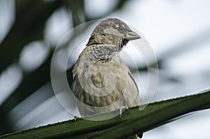 Bird standing on a branch