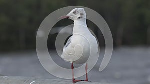 Bird standing on bridge rail