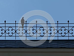 Bird standing on decorative iron fence on the roof