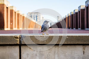 a bird is standing on the edge of a ledge