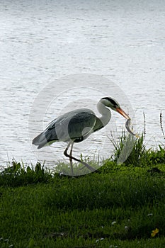 a bird standing on a grassy island next to a water body photo