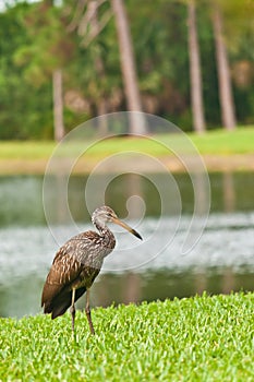 Bird standing on a grassy shoreline of a tropical lake