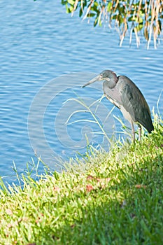 Bird standing on a grassy shoreline of a tropical lake