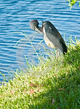 Bird standing on a grassy shoreline of a tropical lake