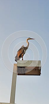 A bird is standing on the light