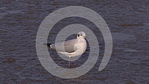 Bird standing on mudflat in the gust of wind