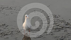 Bird standing on mudflats