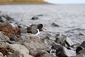 bird standing on rocky beach next to ocean waters edge with rock shoreline