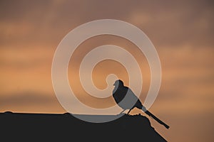 Bird standing on a roof at sunrise